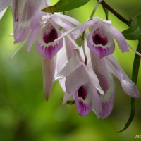 Dendrobium maccarthiae Thwaites